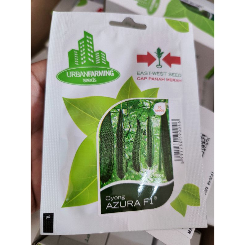 10 Butir Benih Oyong AZURA