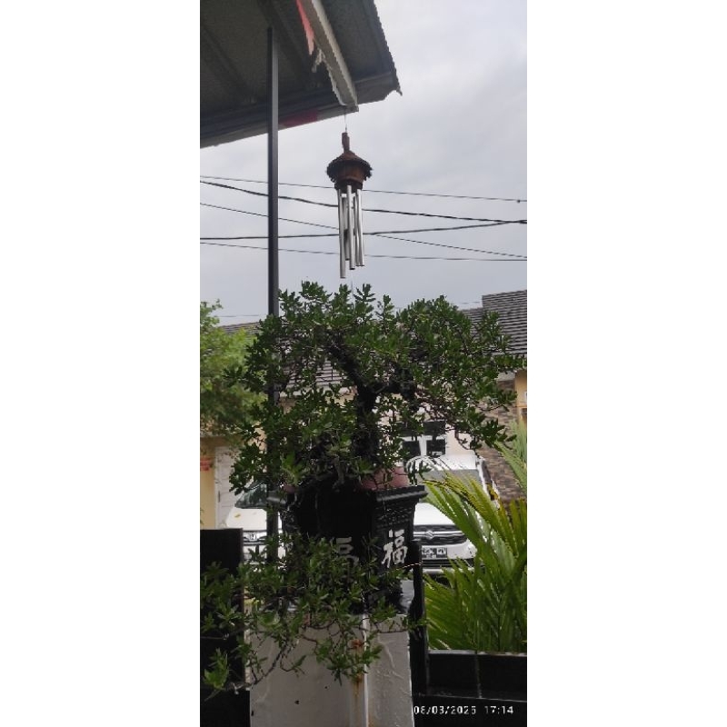 Bonsai Santigi Sulawesi