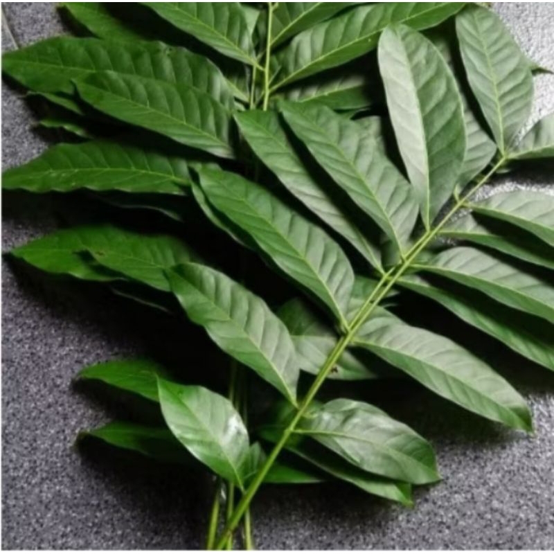 

terbaik daun mahoni herbal 500 gram