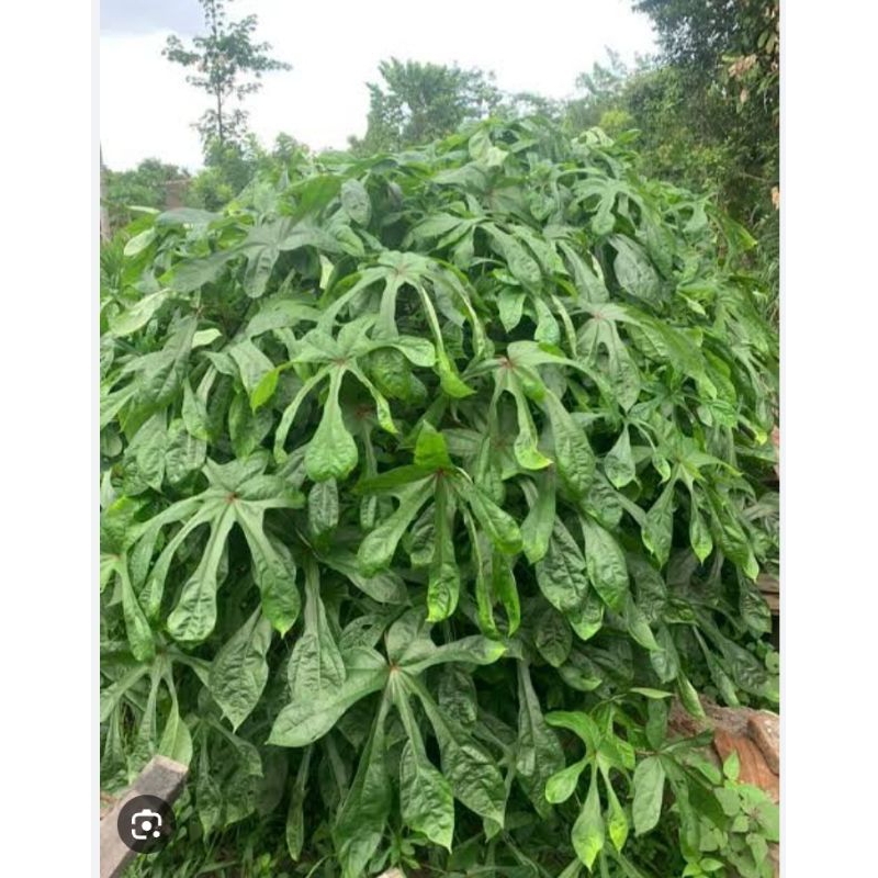 bibit TELO Papua super 1kg