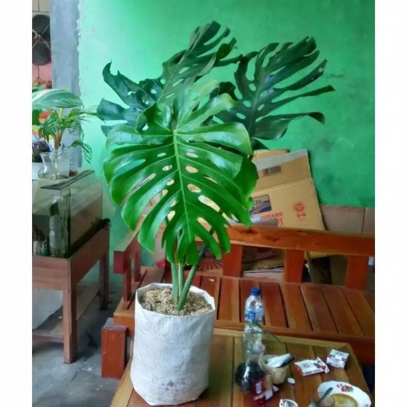 Tanaman hias monstera king asli