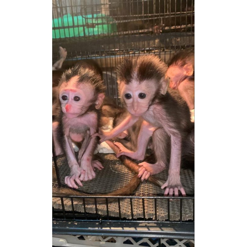 BABY MONYET PANTAI LUCU