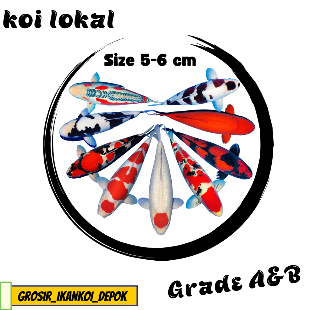 BIBT KOI SZ 6-8 CM ( BONUS PAKAN ) KOHAKU,SHOWA,SANKE,HI-UTSURI