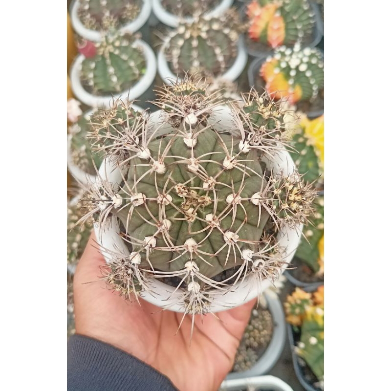 Kaktus Gymno LB 01
