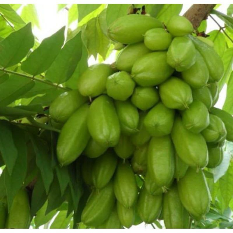 

[KEBUN SENDIRI] BELIMBING WULUH FRESS