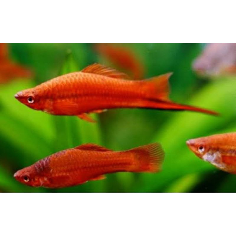 Platy Pedang Merah