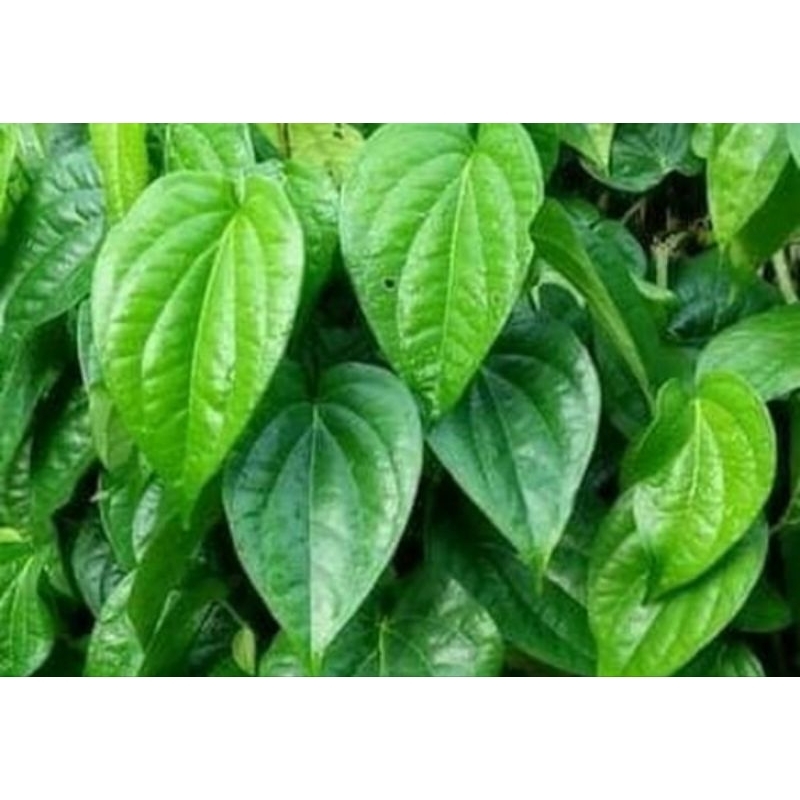 

Daun sirih organik segar herbal