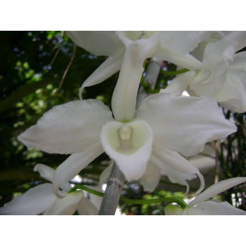 Anggrek Dendrobium anosmum var. gigantea fma. alba