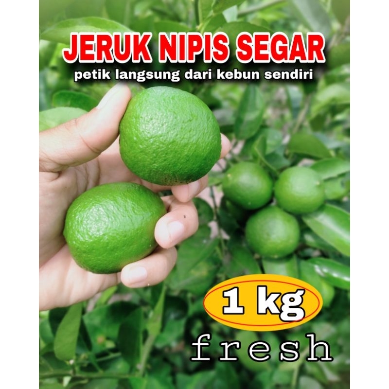 

jeruk nipis fresh petik di kebun sendiri 1 kg/box