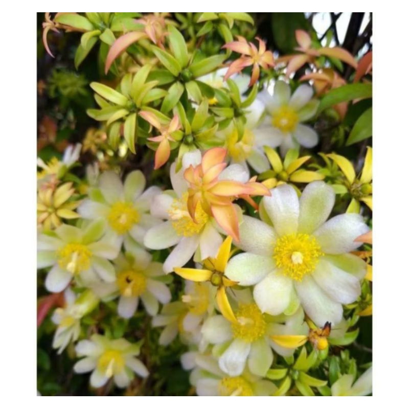 Tanaman Ora Pro Nobis / Pareskia Acuelata Godseffiana / Lemon Vine