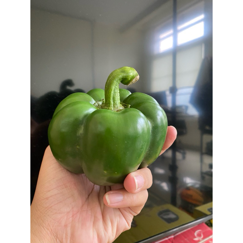 

Paprika Korea Premium (Hijau)