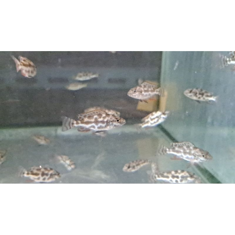 Nimbochromis Livingstoni cichlid