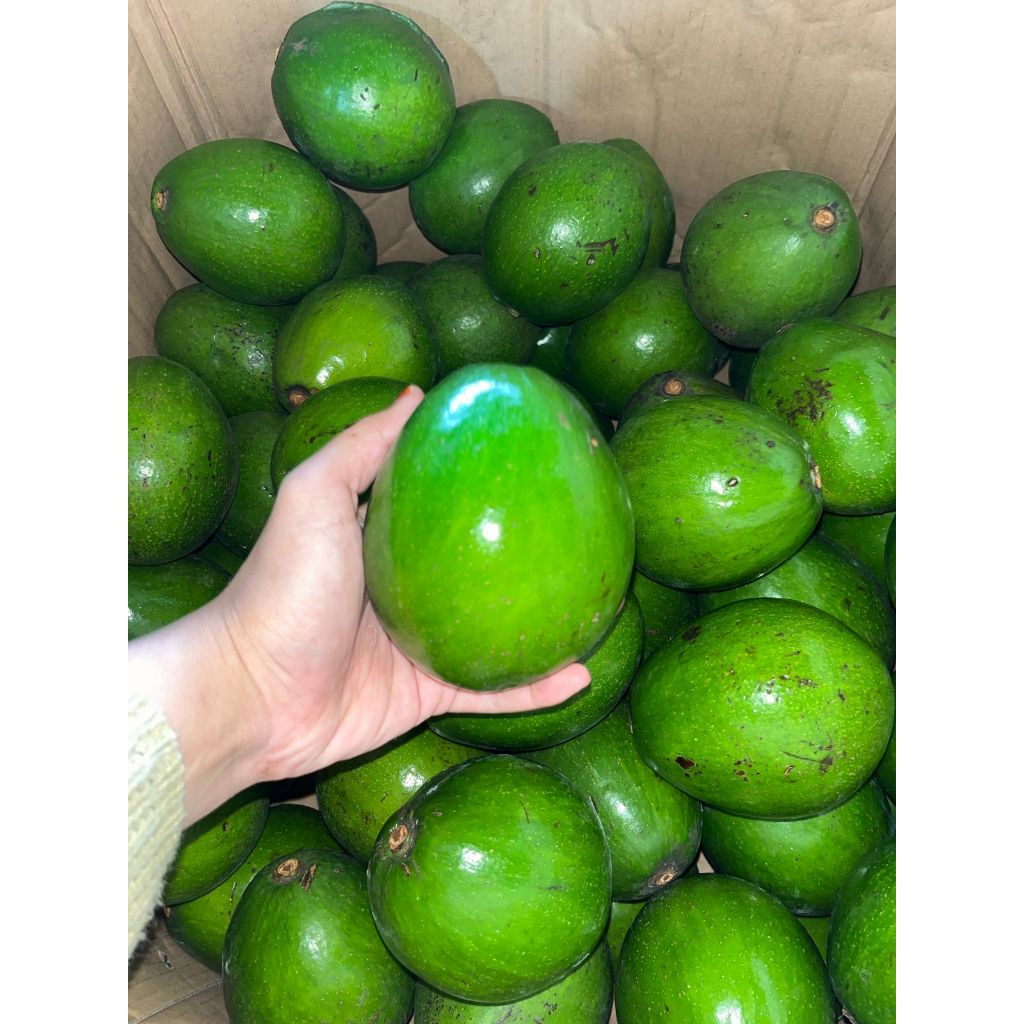 

BUAH Alpukat Miki isi [1KG 3-4 buah] premium 100% garansi