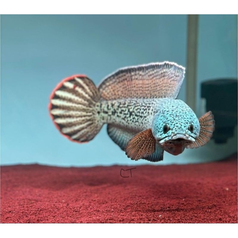 chana Barca baby size 3-5cm bahan ajib