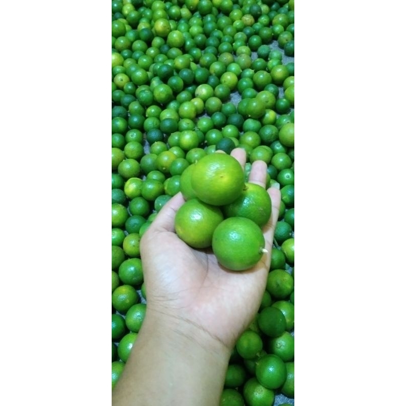

1kg jeruk kasturi segar fres langsung peting dari kebun