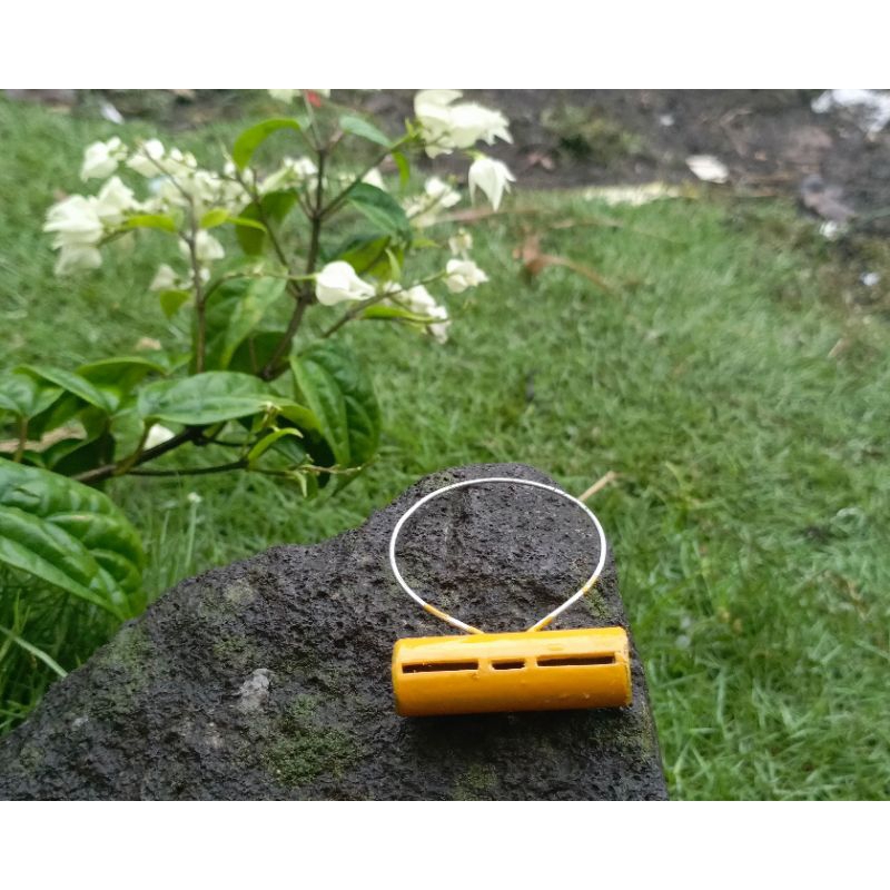 SAWANGAN MERPATI LUBANG 3 HOTANG PLUIT BURUNG DARA