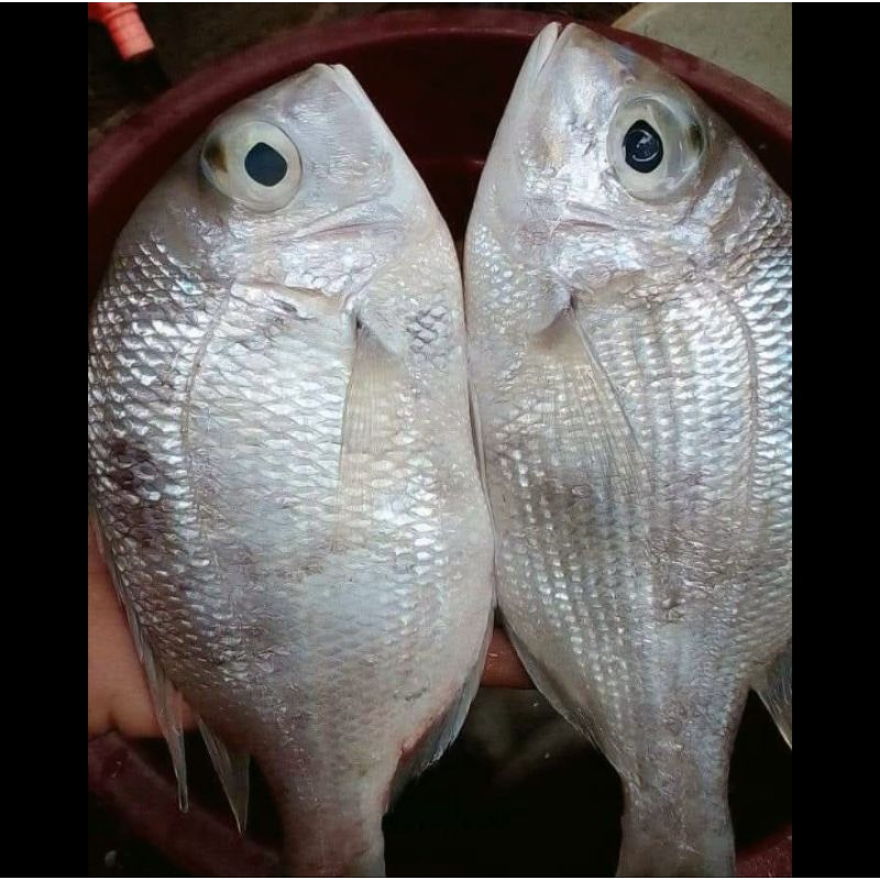 

Ikan padi-padi | Ikan padi-padi super | ikan laut segar | seafood frozen | sepakat ikan laut