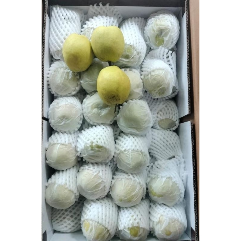 Indukbuah Buah Pir xiangli Pear xiang lie 1 dus ±7kg