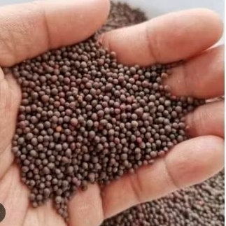 BIJI SAWI PAKAN BURUNG BIJI SAWI PAKAN BURUNG BERKICAU