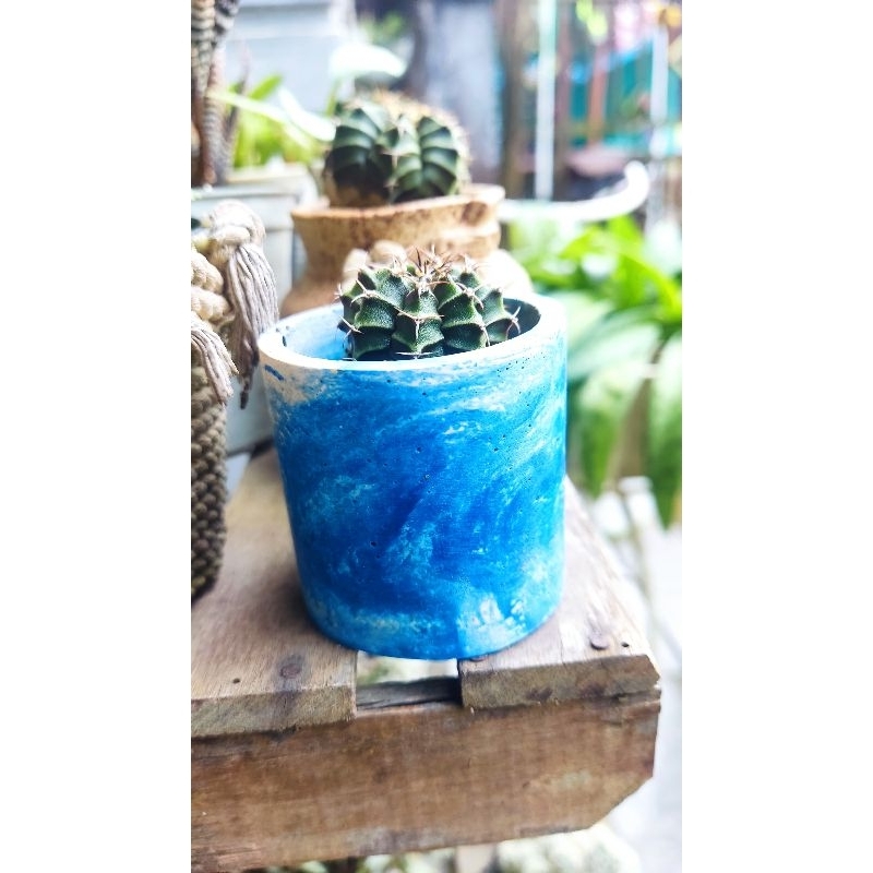 kaktus mini hidup aesthetic