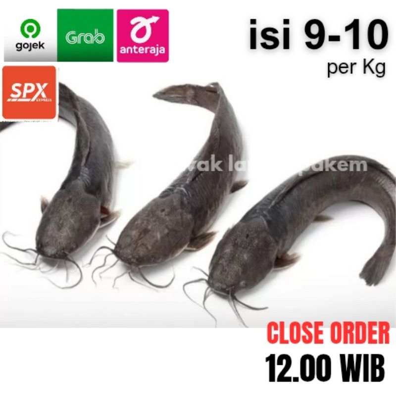

LELE Segar isi 9-10 /Kg - kurir SAMEDAY