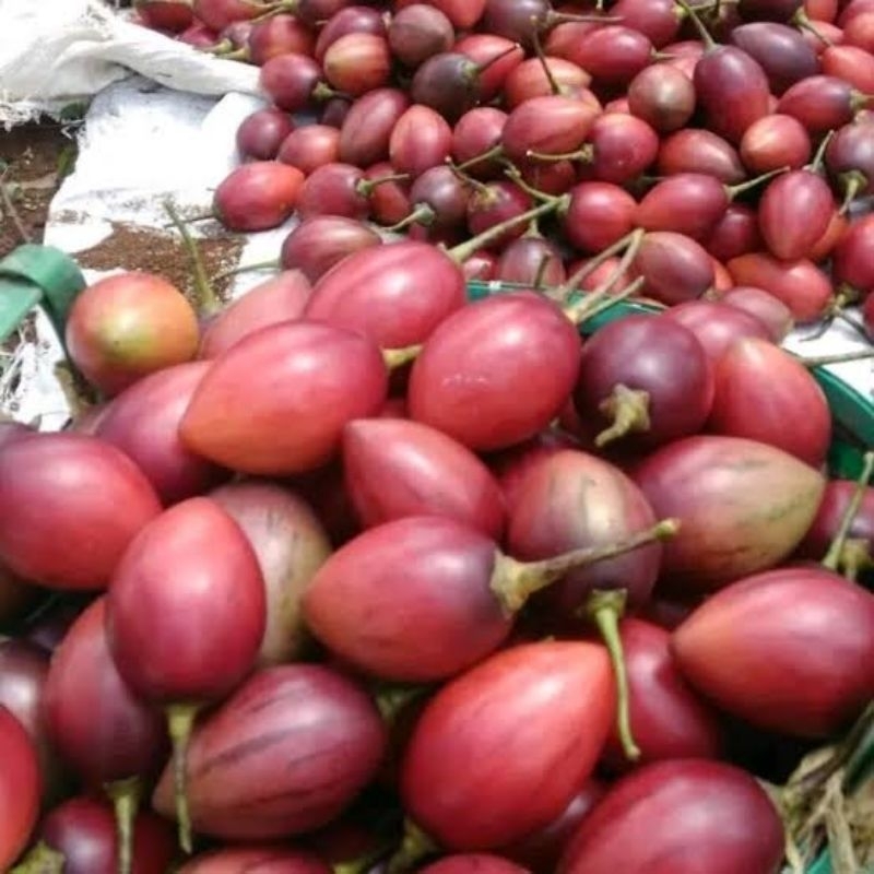 

Buah terong Belanda fresh 1 kg langsung dari kebun