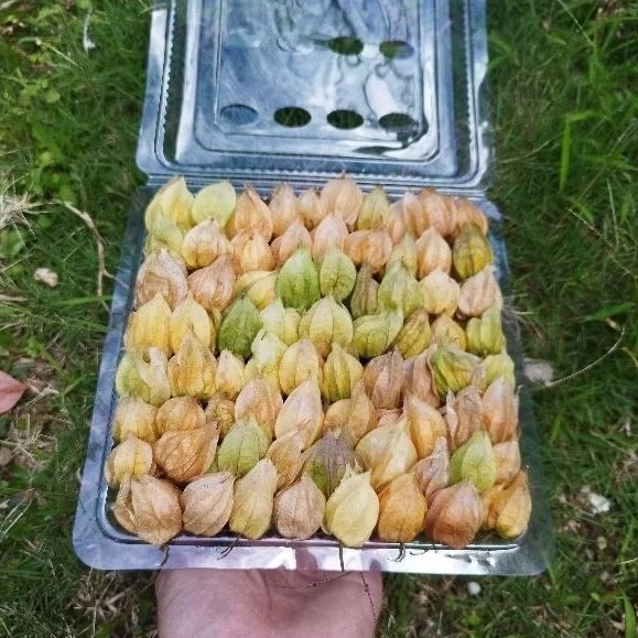 

Buah ciplukan/goldenbery organik fresh 1/2 kg