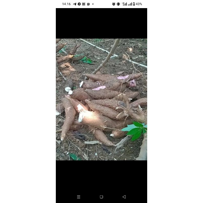

SINGKONG/SAMPEU/KETELA UNGGULANG 1KG