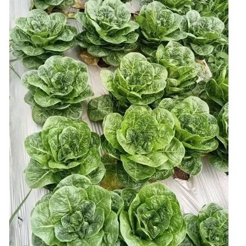 

ROMAIN SELADA ROMEN FRESH