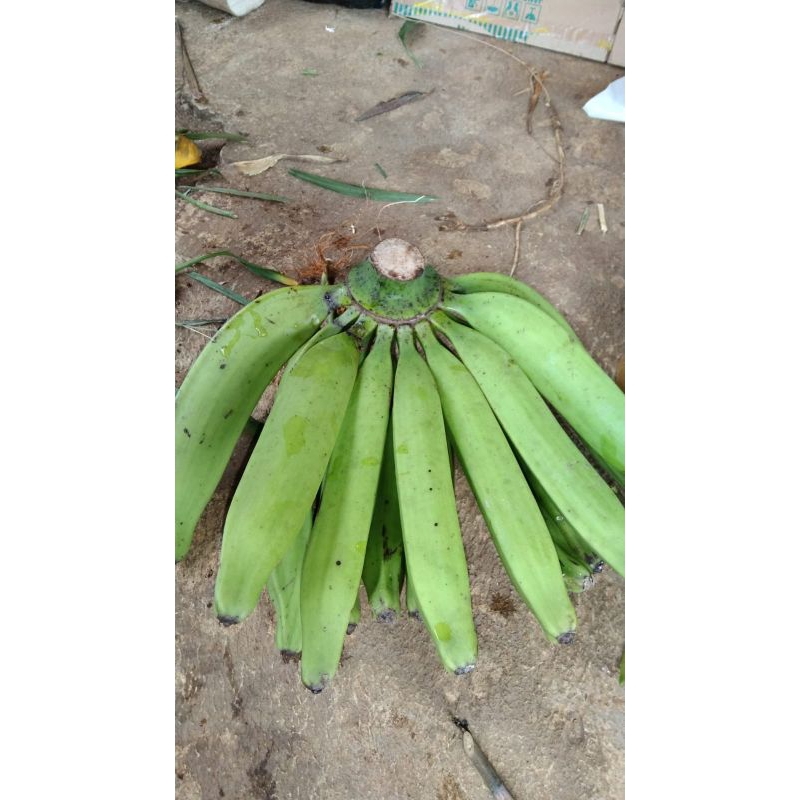 

Jual Pisang Nangka mentah per 1 kg