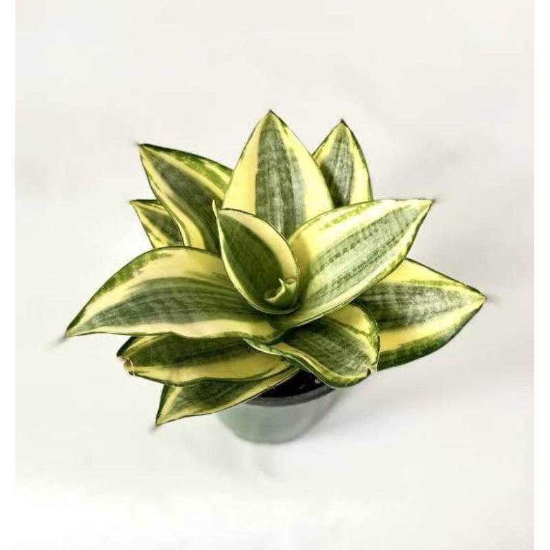 Sensivera golden - tanaman hias sensivera golden