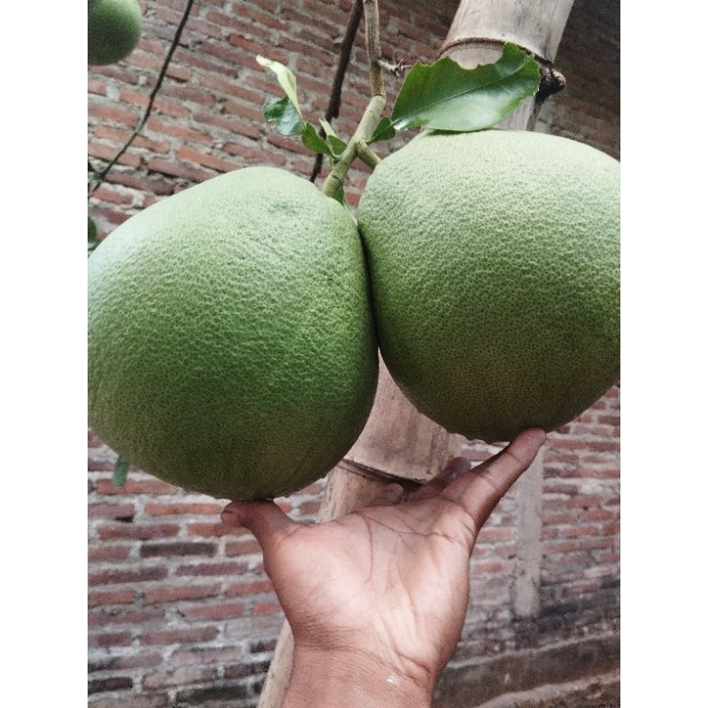 

jeruk pamelo madu lereng muria isi 10kg