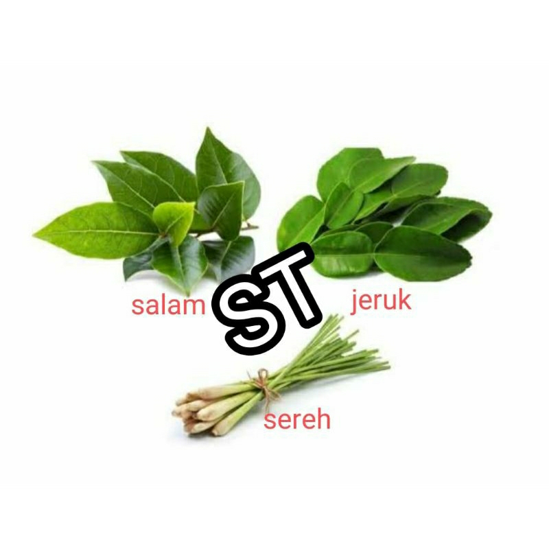 

SEREH, PURUT, SALAM