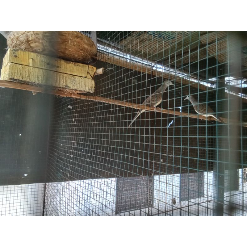 Burung perkutut bangkok