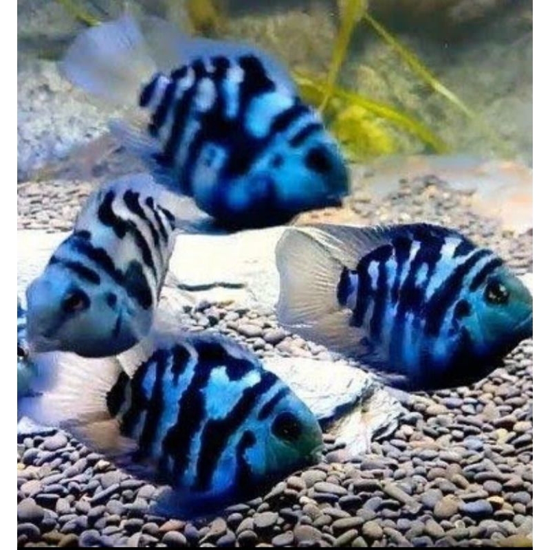 

HIASAN AQUARIUM /BLUE POLLAR UKURAN 3 CM