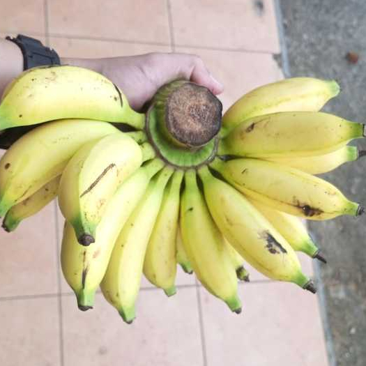 

Pisang Lampung Per Kg