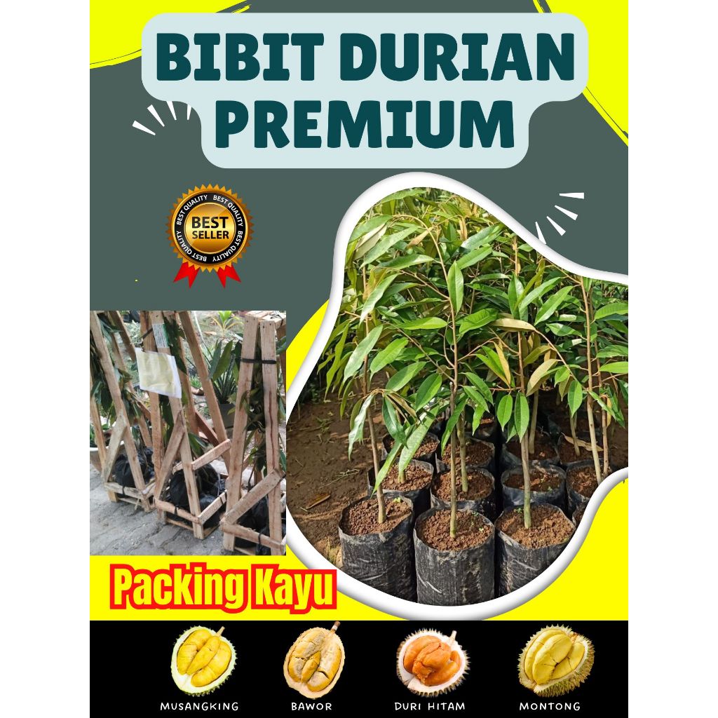 TERLARIS ! Bibit Buah Durian Unggul Cepat Buah, Bibit Buah Durian Unggulan