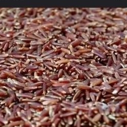 BERAS MERAH PAKAN AYAM BURUNG