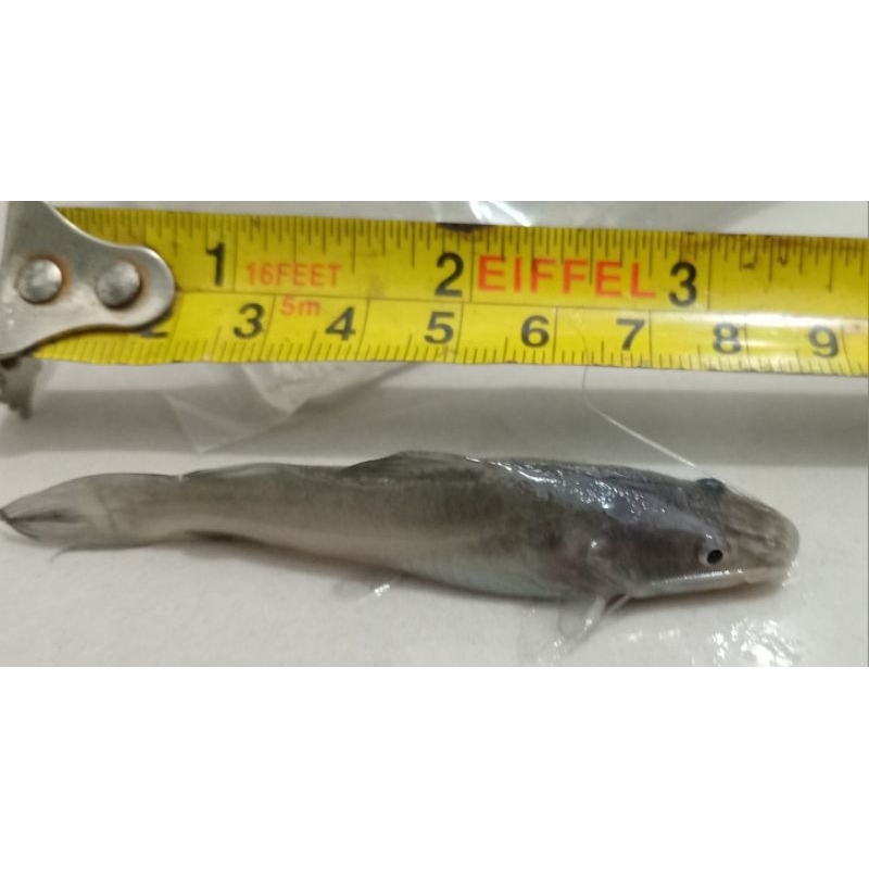 Bibit Ikan Baung 7-9 cm (khusus JAWA TIMUR aja)