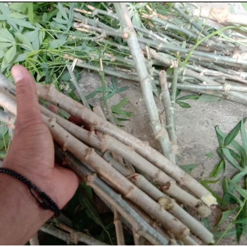 BIBIT SINGKONG SAYUR DAUN SEPIT 15 BATANG
