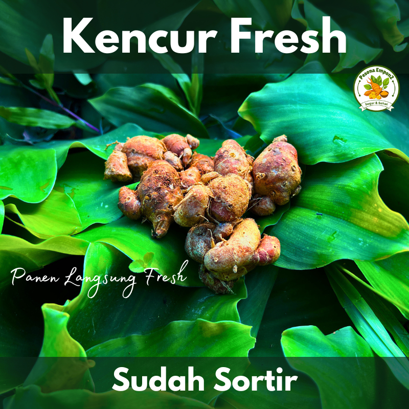

Kencur Segar Kencur/Cikur Panen Fresh Wangi Pedas Enak Cocok Buat Bumbu Makanan dan Obat Herbal Sudah Sortir