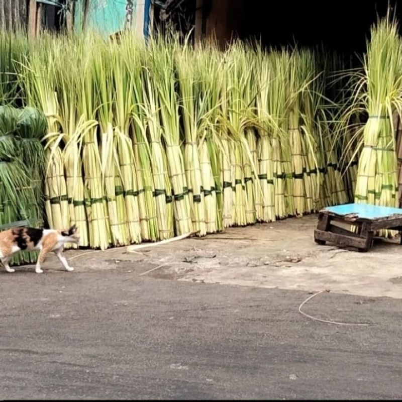 

janur lebaran 50 biji