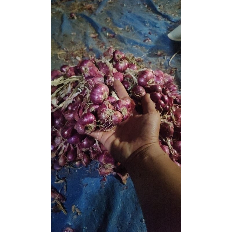 

Bawang super