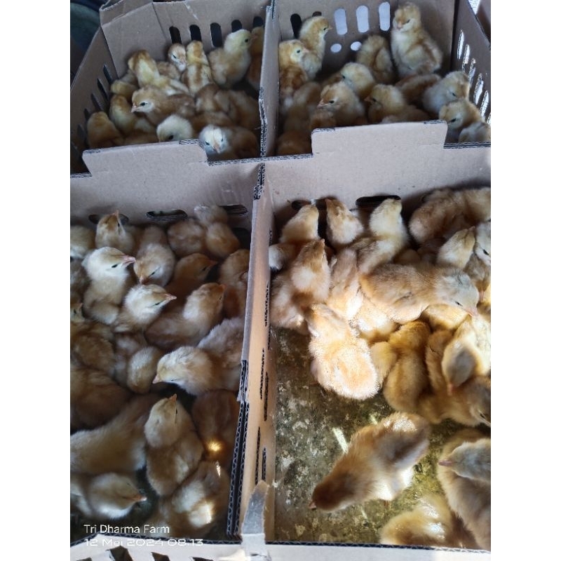doc layer petelur ( anak ayam horn) non vaksin