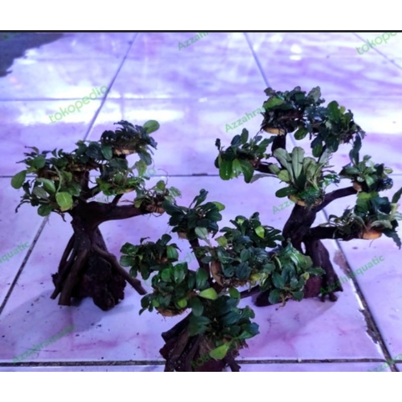 bonsai mini daun Buce tanaman aquascape