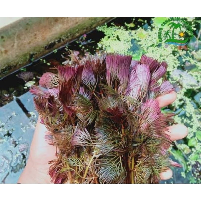 cabomba red tanaman aquascape