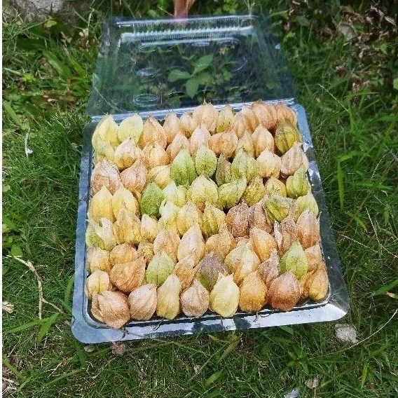 

Buah ciplukan-goldenberry segar 1 kg