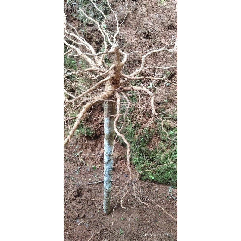 akar kopi besar masih pres