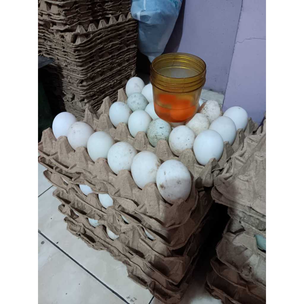 

Telur Bebek orange Premium