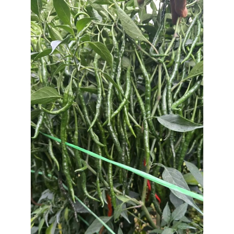 bibit cabe lokal siboras isi 20gr